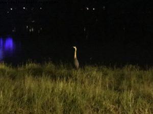 Hollywood Studios - OneMagicalWeekend - Gaydays@Hollywood Studios - Walt Disney World