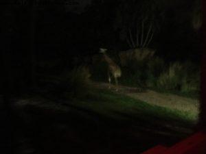 Night in Animal Kingdom - Walt Disney World