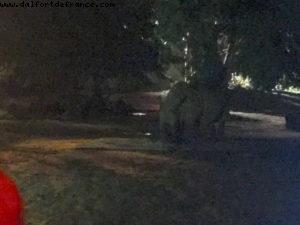 Night in Animal Kingdom - Walt Disney World