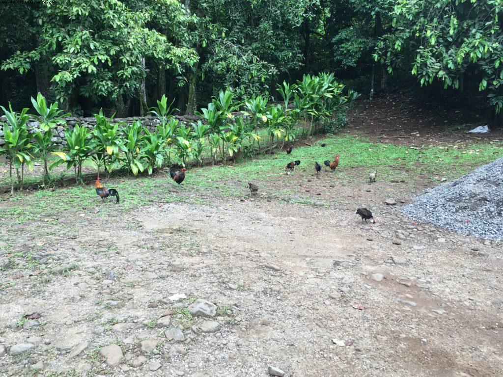 Driving around Moorea - Our 56th Atlantis cruise (Oceania Marina)