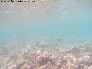 Snorkling in Rangiroa Tuamotu Islands - Our 56th Atlantis cruise (Oceania Marina)
