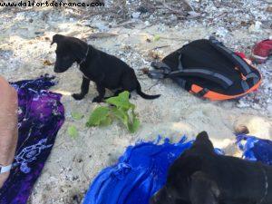 Rangiroa Tuamotu Island - Our 56th Atlantis cruise (Oceania Marina)