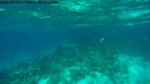 Snorkling in Bora Bora - Our 56th Atlantis cruise (Oceania Marina)