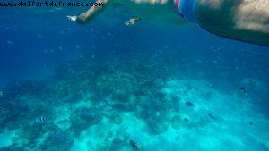 Snorkling in Bora Bora - Our 56th Atlantis cruise (Oceania Marina)