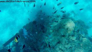 Snorkling in Bora Bora - Our 56th Atlantis cruise (Oceania Marina)