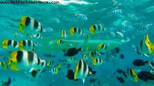 Snorkling in Bora Bora - Our 56th Atlantis cruise (Oceania Marina)