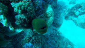 Snorkling in Bora Bora - Our 56th Atlantis cruise (Oceania Marina)
