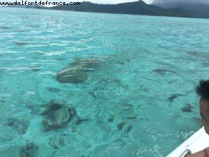Snorkling in Bora Bora - Our 56th Atlantis cruise (Oceania Marina)