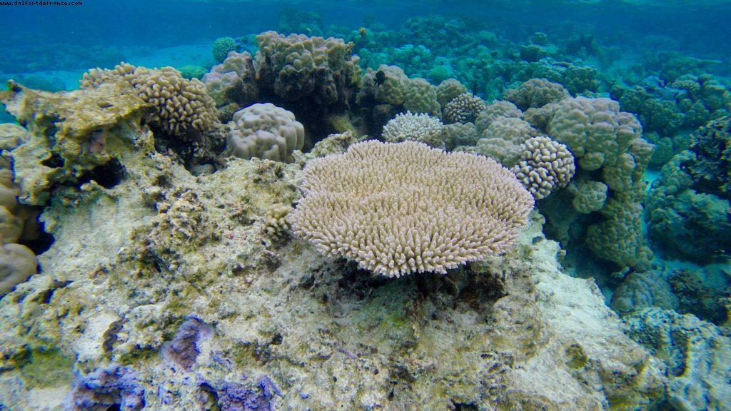 Snorkling in Bora Bora - Our 56th Atlantis cruise (Oceania Marina)