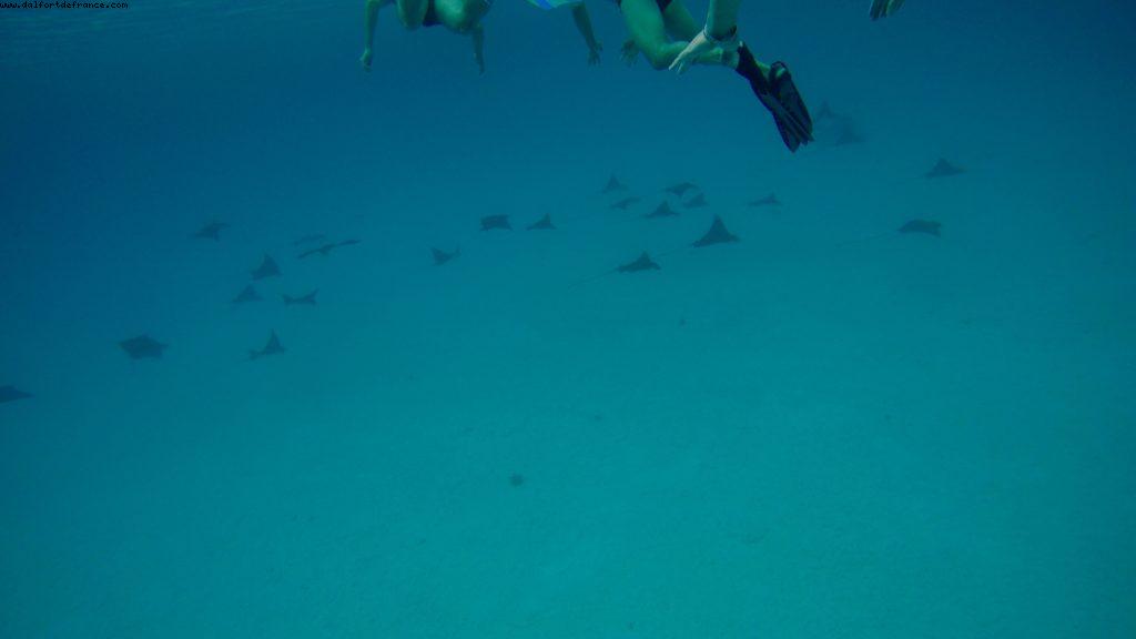 Snorkling in Bora Bora - Our 56th Atlantis cruise (Oceania Marina)