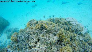 Snorkling in Bora Bora - Our 56th Atlantis cruise (Oceania Marina)