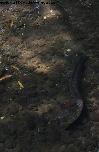 Blue Eye eel - Driving around Huahine - Our 56th Atlantis cruise (Oceania Marina)