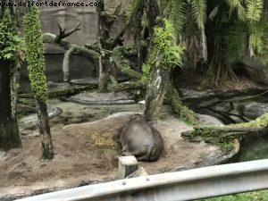 Animal Kingdom - Walt Disney World