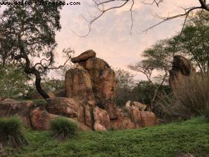 Animal Kingdom - Walt Disney World