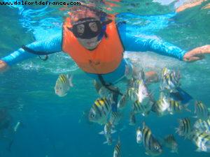 Observation des poissons à Cozumel - Notre 61eme croisière Atlantis (à bord de l'Allure of the Seas)