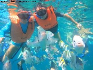 Observation des poissons à Cozumel - Notre 61eme croisière Atlantis (à bord de l'Allure of the Seas)