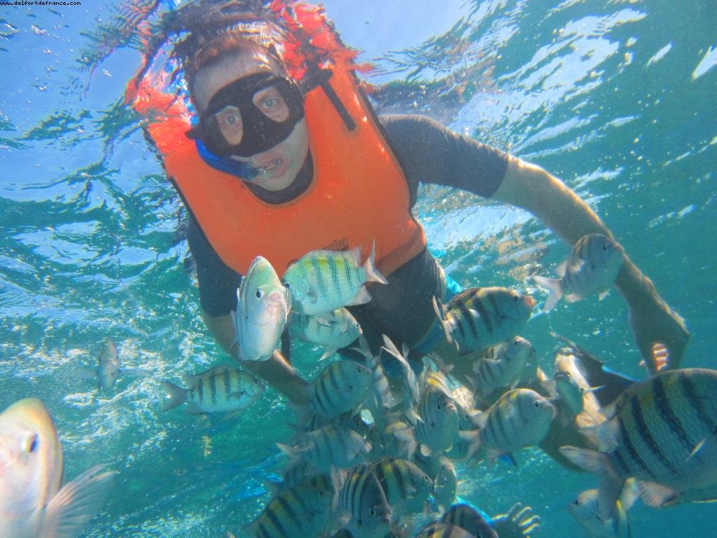 Observation des poissons à Cozumel - Notre 61eme croisière Atlantis (à bord de l'Allure of the Seas)