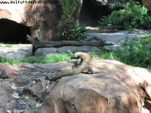 Maharajah Jungle Trek - Animal Kingdom - Disney Gaydays - Walt Disney World - Orlando