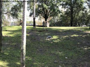 Maharajah Jungle Trek - Animal Kingdom - Disney Gaydays - Walt Disney World - Orlando