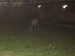 Faune locale - Rive Sud - Grand Canyon Village