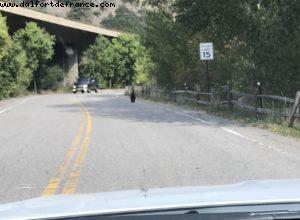 Un ours traverse la route! - Balade en voiture au Colorado 