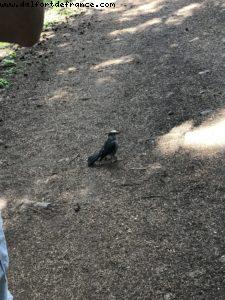 Faune locale - Randonnée à Vail