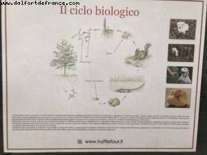 Truffles Hunting with Marco and Roki- La Morra