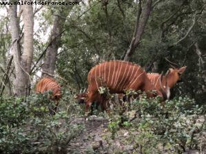 Animal Kingdom - Walt Disney World