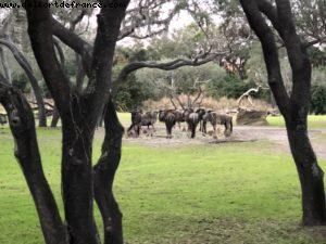 Animal Kingdom - Walt Disney World
