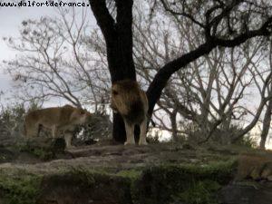Animal Kingdom - Walt Disney World