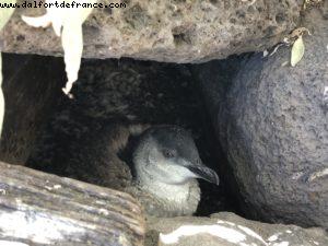 Penguin - St Kilda - Melbourne - Our 65th Atlantis Cruise (Noordam)