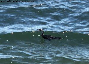 St Kilda - Melbourne - Our 65th Atlantis Cruise (Noordam)