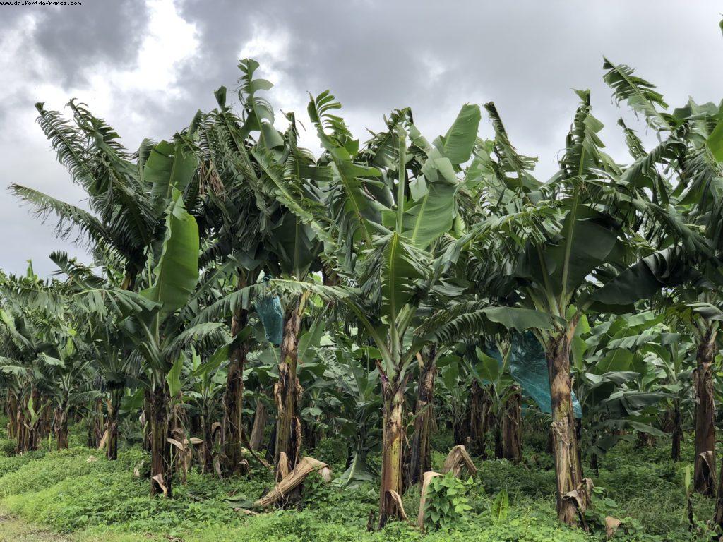 Martinique - Notre 66eme croisière Atlantis (à bord du Jewel of the Seas) 