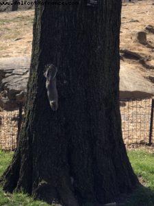 Central Park - New York City