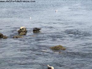 Monterey - California