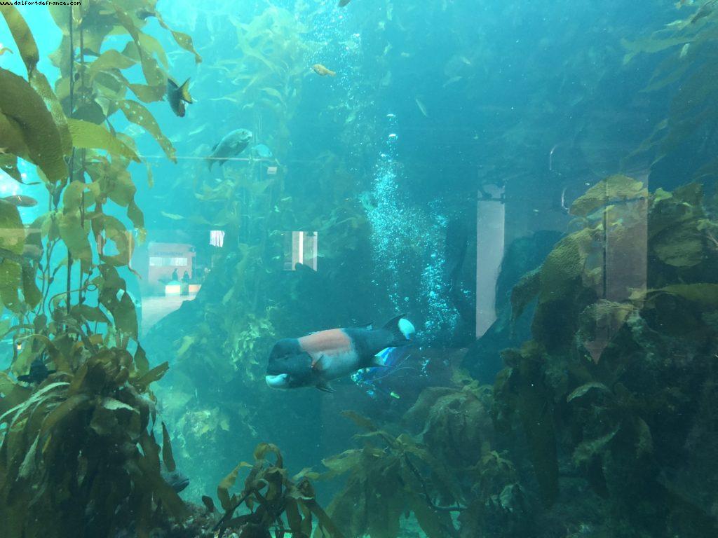 Aquarium - Monterey - California