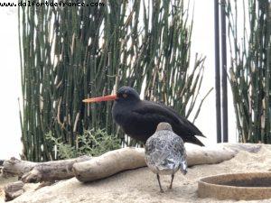 Aquarium - Monterey - California