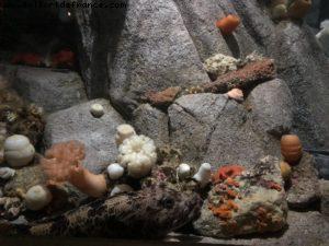 Aquarium - Monterey - California
