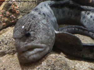 Aquarium - Monterey - California