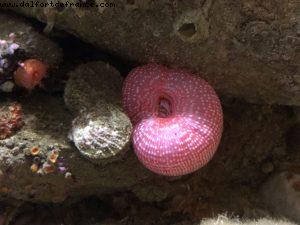 Aquarium - Monterey - California