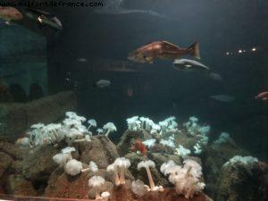 Aquarium - Monterey - California