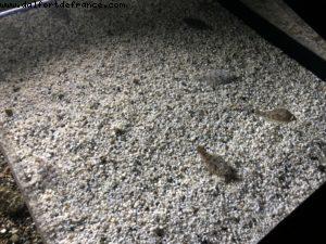 Aquarium - Monterey - California