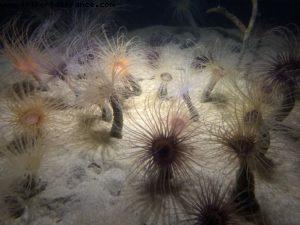 Aquarium - Monterey - California