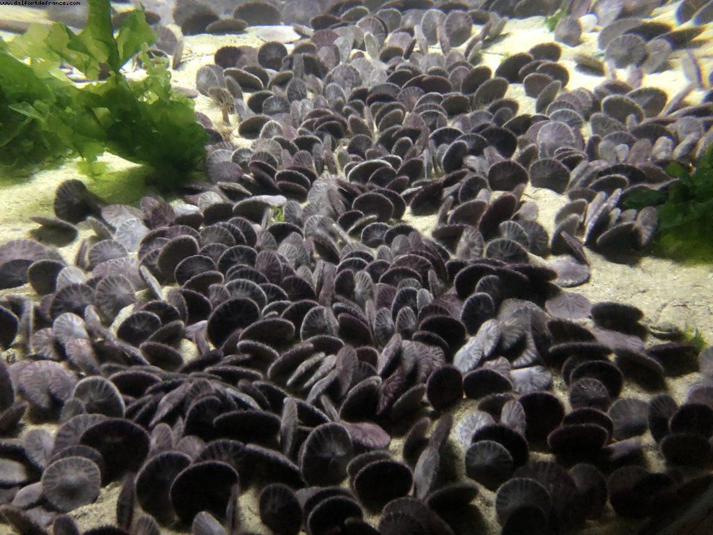 Aquarium - Monterey - California