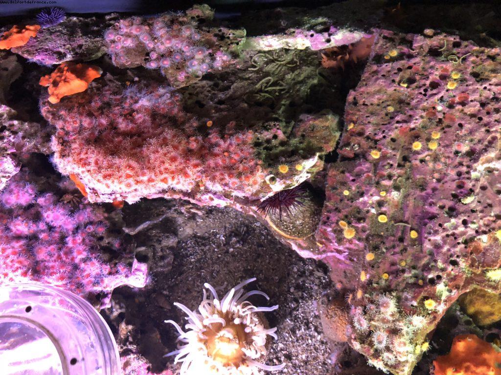 Aquarium - Monterey - California