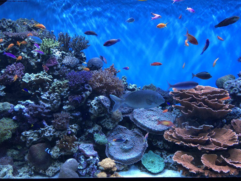 Aquarium - Monterey - California