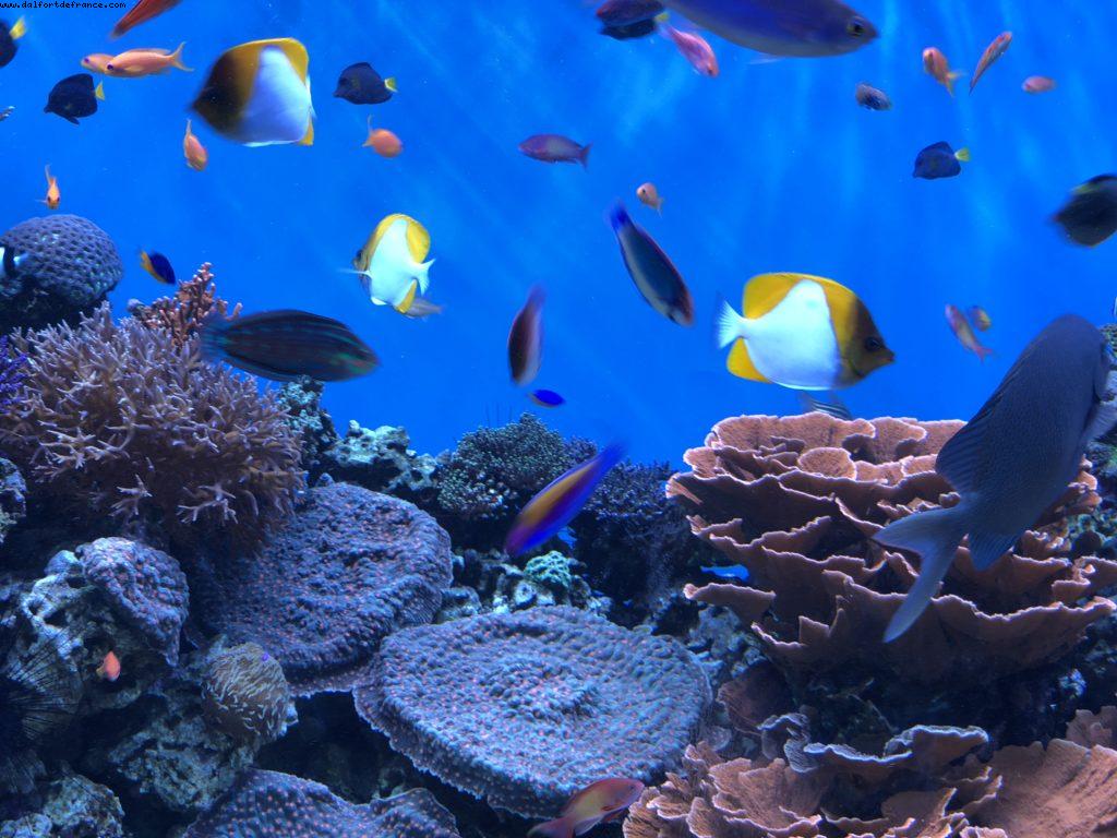 Aquarium - Monterey - California