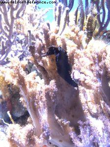 Aquarium - Monterey - California