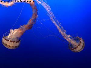 Aquarium - Monterey - California