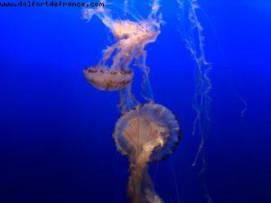 Aquarium - Monterey - California